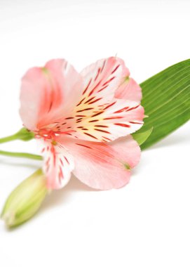 Alstroemeria çiçek 
