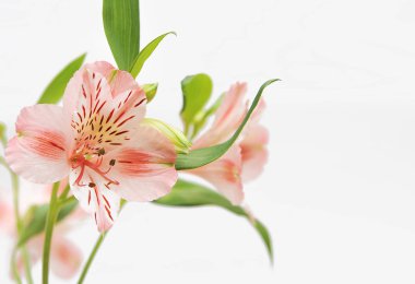 Alstroemeria çiçek 