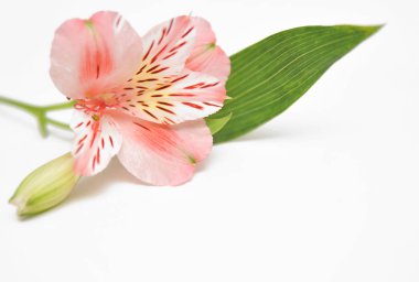 Alstroemeria renk arka plan üzerinde.