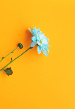 Renkli arka plan üzerinde mavi papatya 