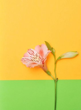 Alstroemeria renk arka plan üzerinde.