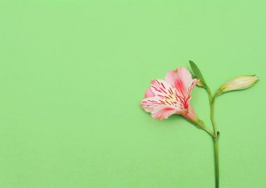 Pastel renkli ışık arka plan üzerinde alstroemeria 