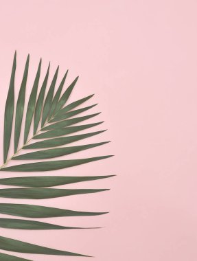Palmiye yaprağı pembe bir arka plan üzerinde.