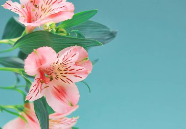 açık renkli bahar çiçekleri.