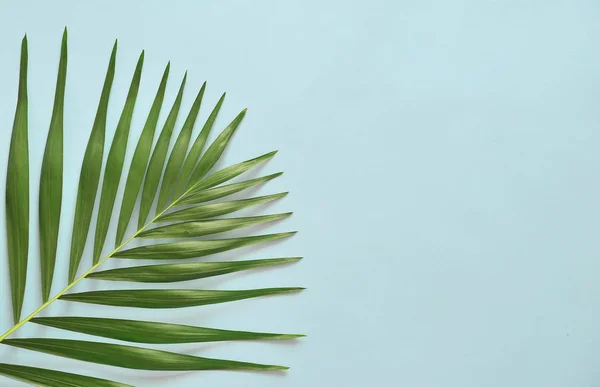 Palm Leaf Background — Stock Photo, Image