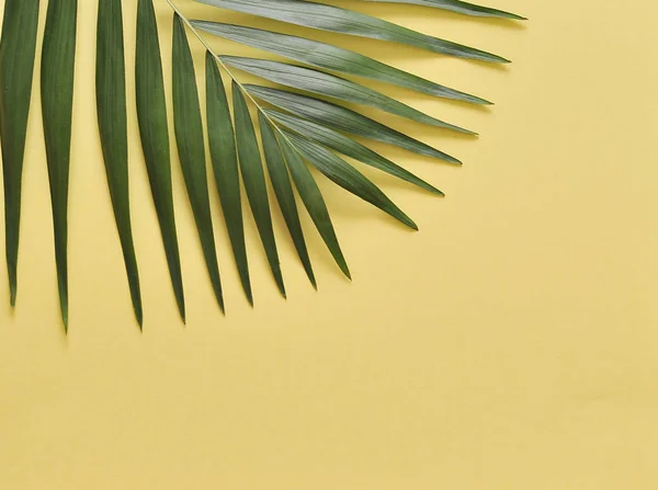 stock image Palm leaf on background.