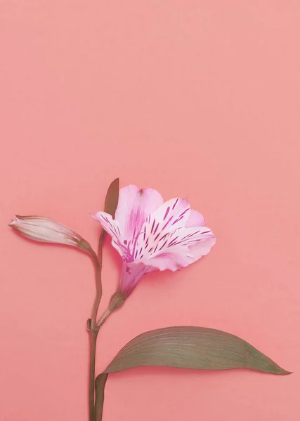 颜色背景上的 Alstroemeria — 图库照片