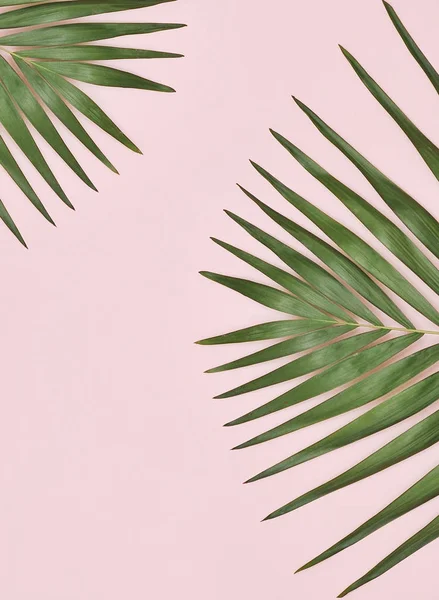 ピンクの背景にヤシの木葉 — ストック写真
