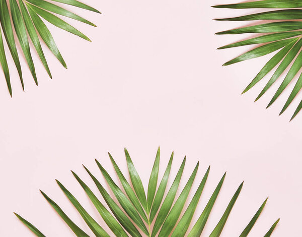 Зеленый лист пальмы на розовом фоне
 
