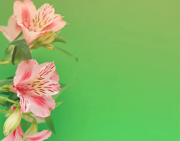 파스텔 컬러에 배경에 Alstroemeria — 스톡 사진