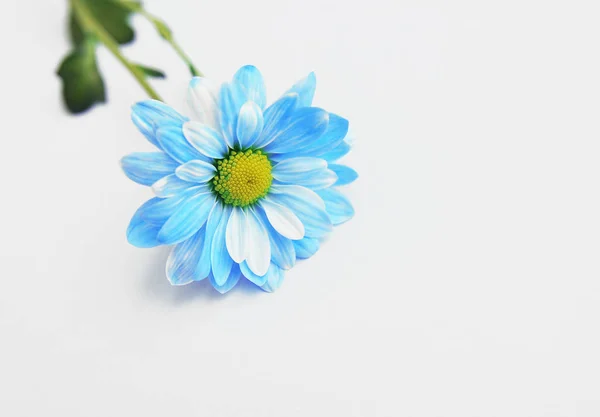 彩色背景蓝色雏菊 — 图库照片