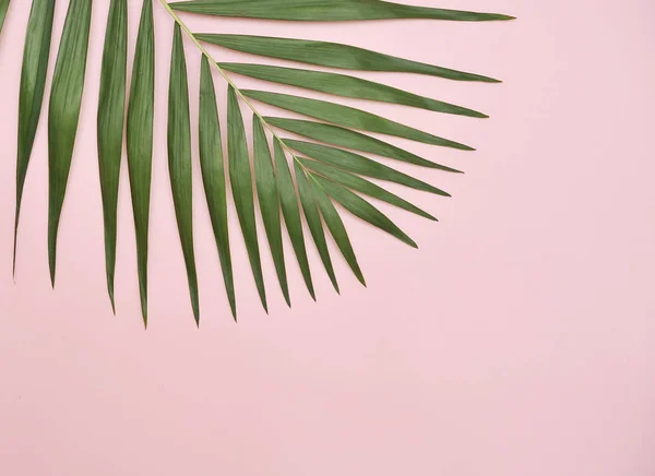 Palm Leaf Pink Background — Stock Photo, Image