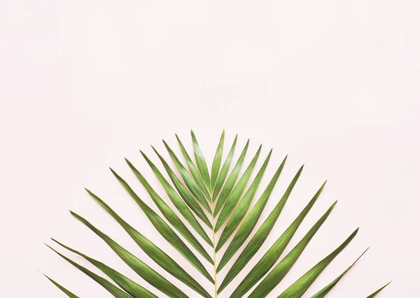 Green Palm Leaf Pink Background — Stock Photo, Image