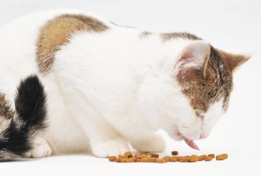 kedi kuru mama yiyor.