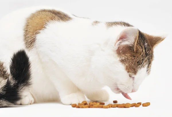고양이 식품을 먹는다 — 스톡 사진