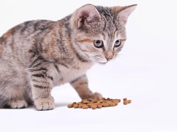 배경에 고립된 귀여운 고양이 — 스톡 사진