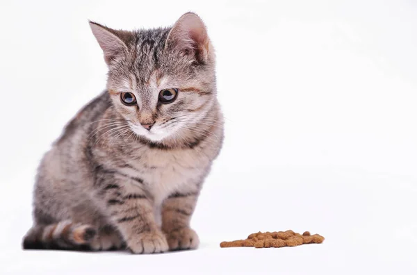 배경에 고립된 귀여운 고양이 — 스톡 사진