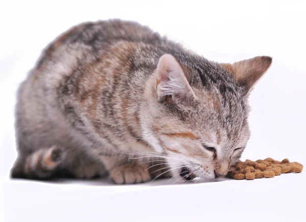 배경에 고립된 귀여운 고양이 — 스톡 사진