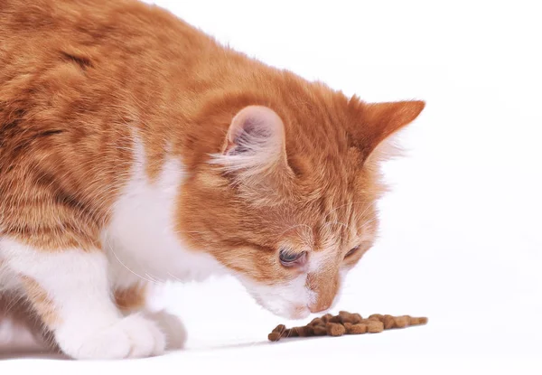 kedi kuru mama yiyor.