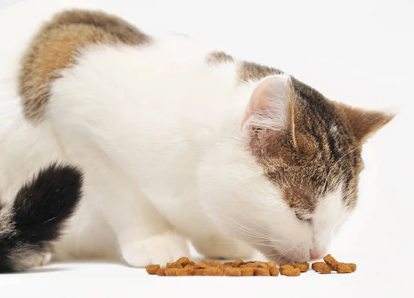Kedi Kuru Mama Yiyor Telifsiz Stok Fotoğraflar