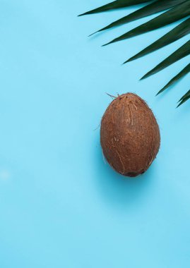 Hindistan cevizi pastel arka plan bir palmiye yaprağı ile 