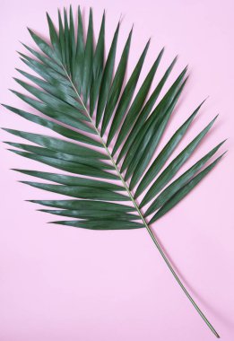 Arka plan palmiye yaprağı.