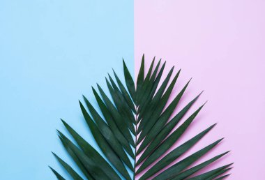 Arka plan palmiye yaprağı.