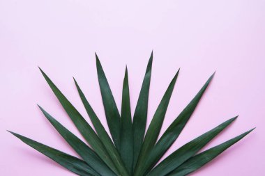 Arka plan palmiye yaprağı.