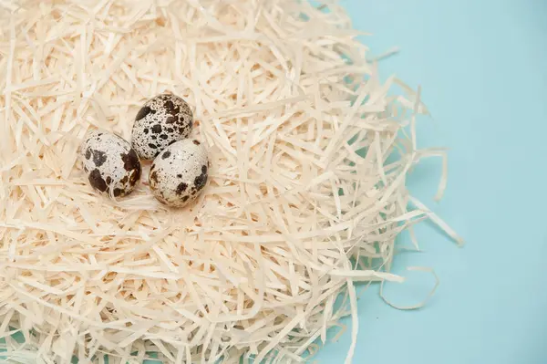 Quail Eggs Nest Light Blue Background — Stock Photo, Image