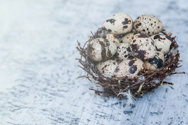 Quail Eggs Nest Stone Background — Stock Photo, Image