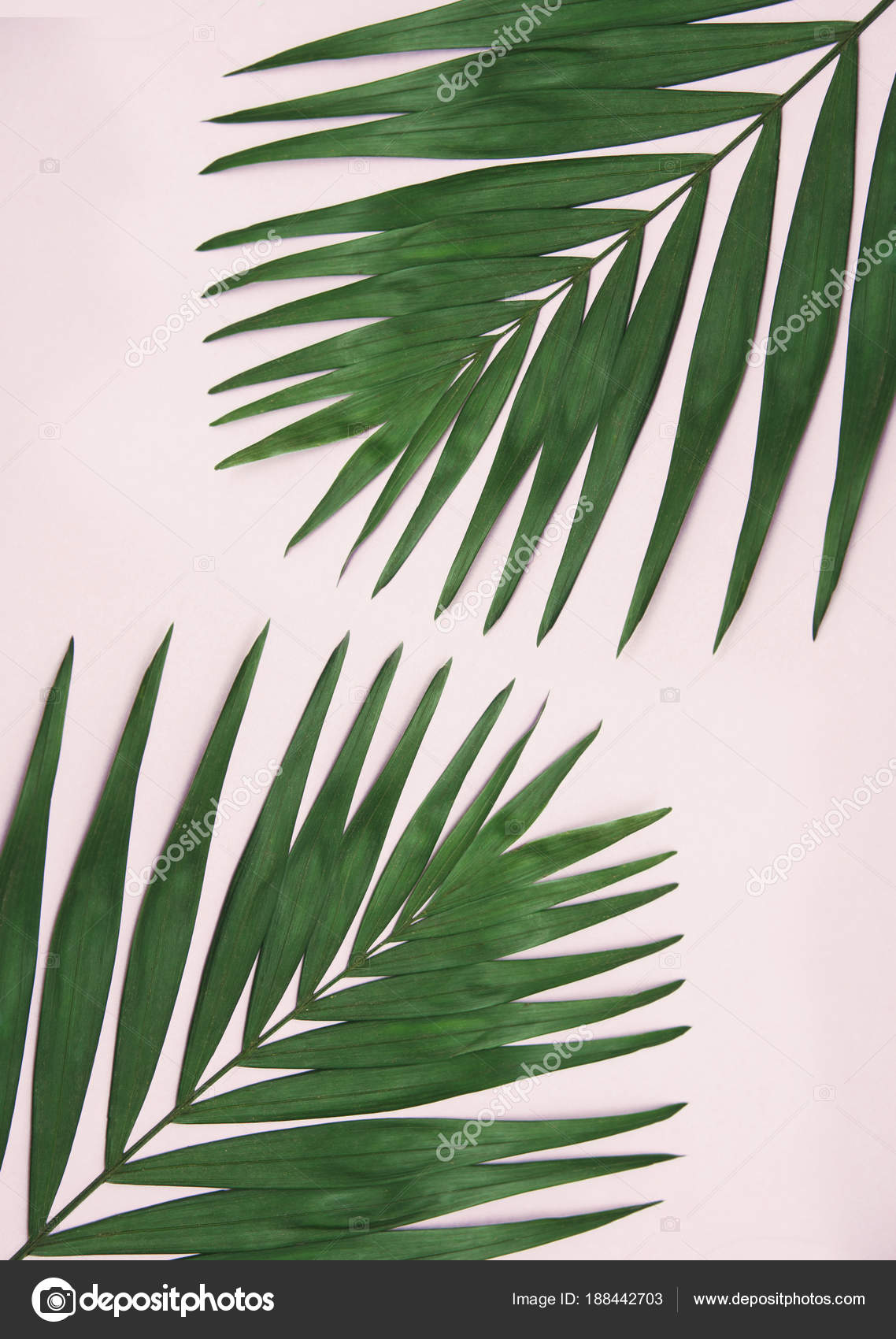 Background pink palm leaf Green Palm Leaf Light Pink Background