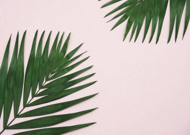 Arka plan palmiye yaprağı.