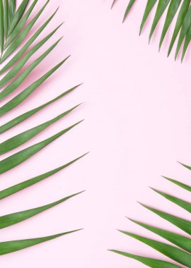 Arka plan palmiye yaprağı.