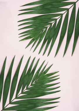 Açık pembe renkli yeşil palmiye yaprağı.