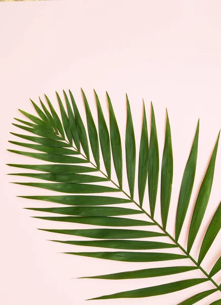 Green Palm Leaf Background — Stock Photo, Image