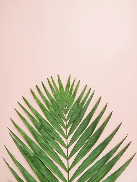 Пальмовий Лист Фоні — стокове фото