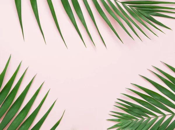 Açık pembe renkli yeşil palmiye yaprağı.