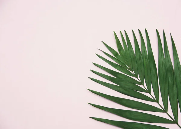 Green Palm Leaf Light Pink Background — Stock Photo, Image