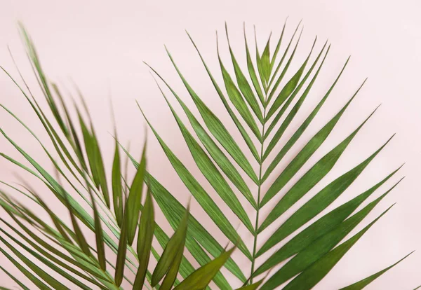 Пальмовий Лист Фоні — стокове фото