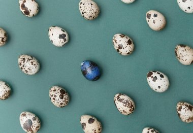 Bıldırcın yumurtası. Knolling.