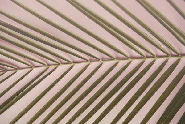 Пальмовий Лист Стилізоване Фото Ванільному Тоні — стокове фото