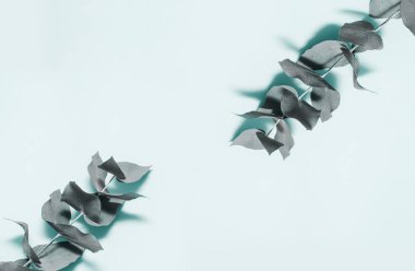 Pastel arkaplan üzerine okaliptüs dalları ve kopyalama alanı. Üst görünüm.