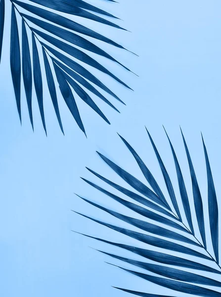 Palmblad Trendig Blå Färg — Stockfoto