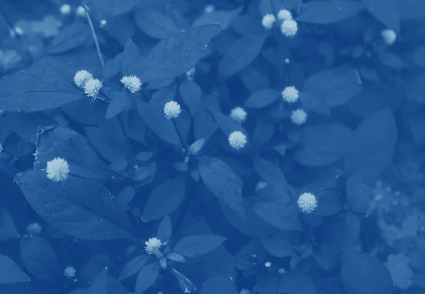 Textur Der Pflanze Blauer Trendfarbe Monochromatischer Effekt — Stockfoto