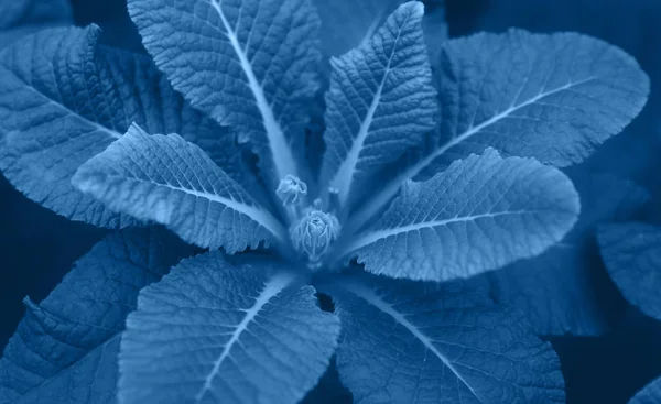 Textura Planta Cor Moda Azul Efeito Monocromático — Fotografia de Stock