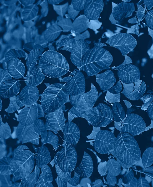 Textur Der Pflanze Blauer Trendfarbe Monochromatischer Effekt — Stockfoto