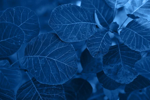 Tekstura Rośliny Niebieskim Modnym Kolorze Efekt Monochromatyczny — Zdjęcie stockowe