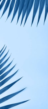 Palmiye ağacı, modaya uygun mavi renkte ayrılıyor.