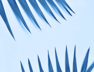 Moda mavisi palmiye yaprağı. 