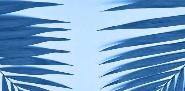 Palm Tree Leaf Trendy Blue Color — Stockfoto